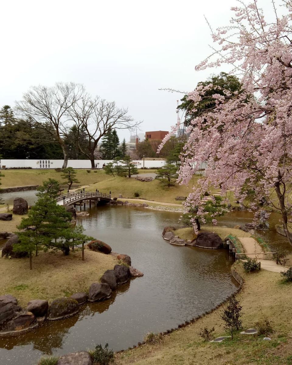 Hoa anh đào ở lâu đài Kanazawa, Kanazawa, Nhật Bản