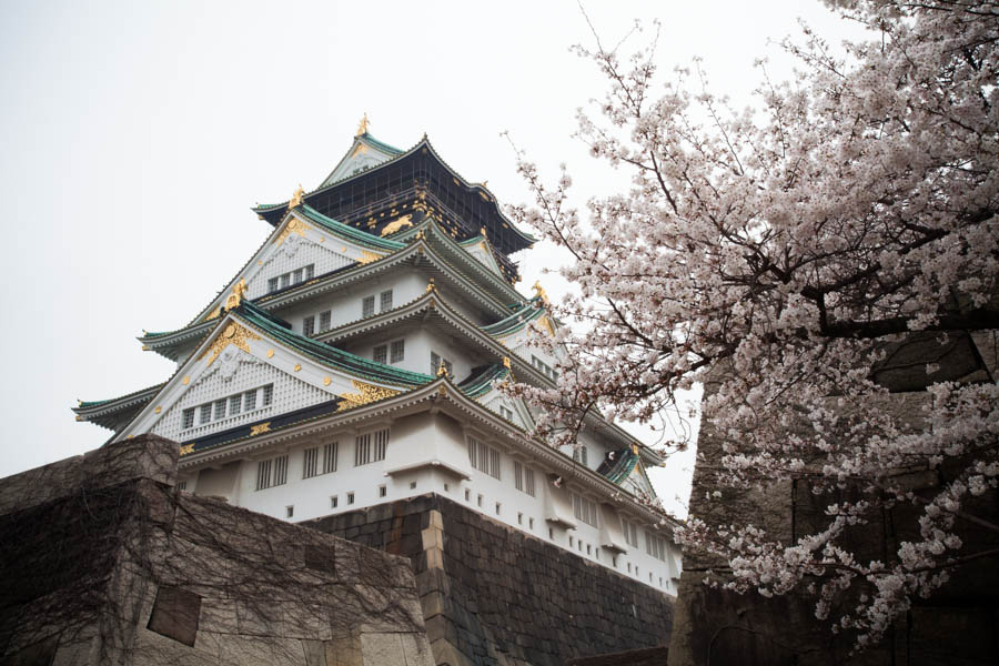 Hoa anh đào ở lâu đài Osaka, Osaka, Nhật Bản