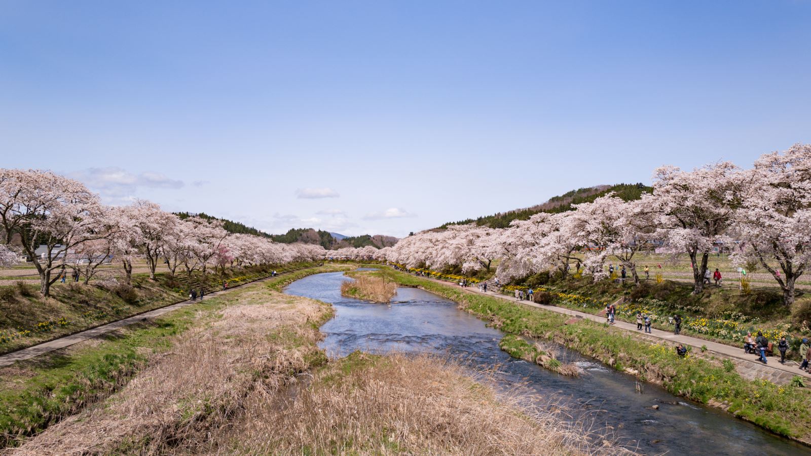 Hoa anh đào ở sông Natsui, Fukushima, Nhật Bản