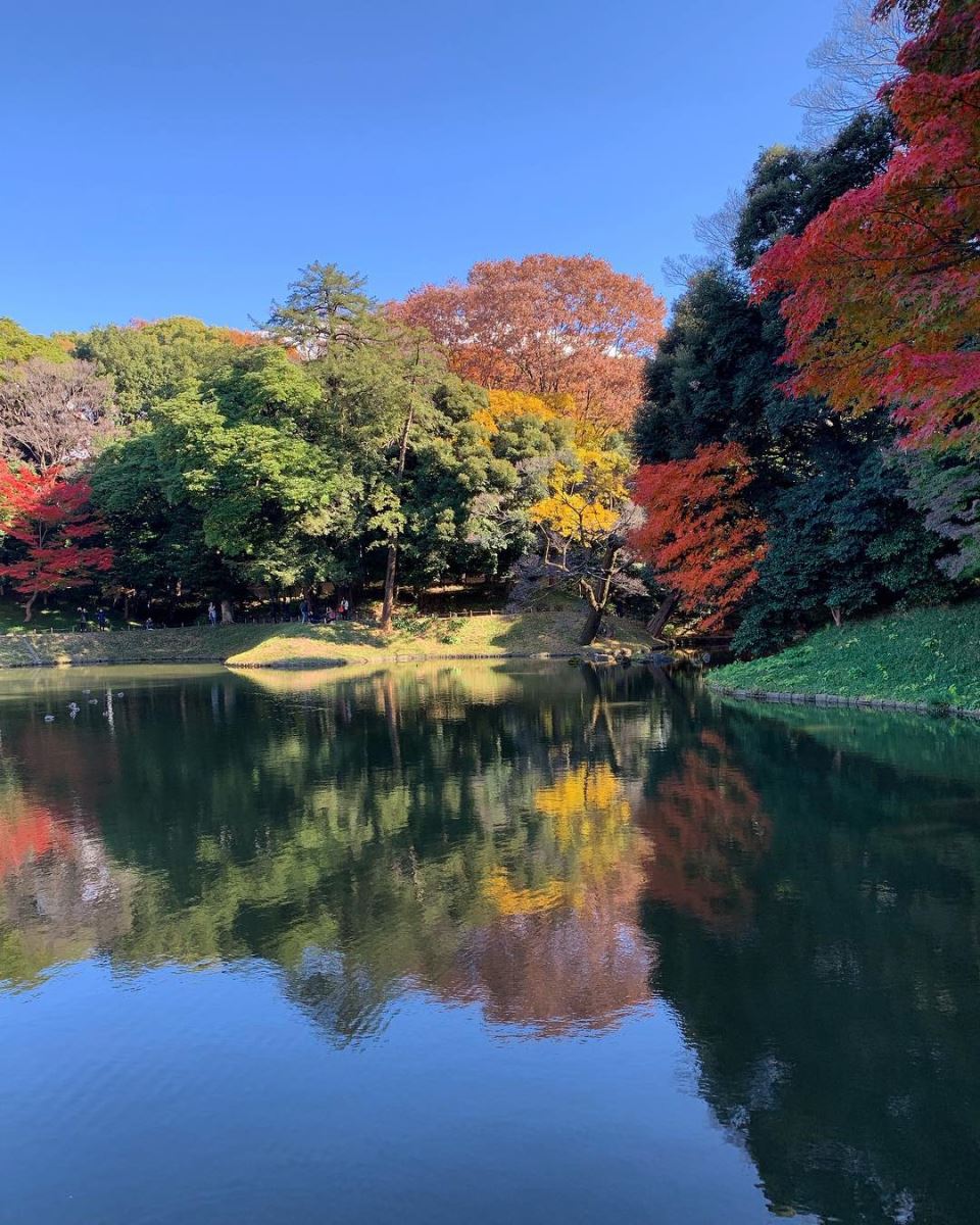 Koishikawa Korakuen bình yên vào mùa thu với hàng cây lá vàng lá đỏ in bóng xuống mặt hồ trong veo