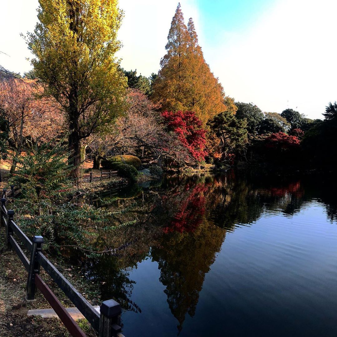 Công viên quốc gia Shinjuku Gyoen được nhiều người Nhật chọn làm điểm cắm trại, nghỉ ngơi và ngắm lá vàng vào mỗi cuối tuần mùa thu