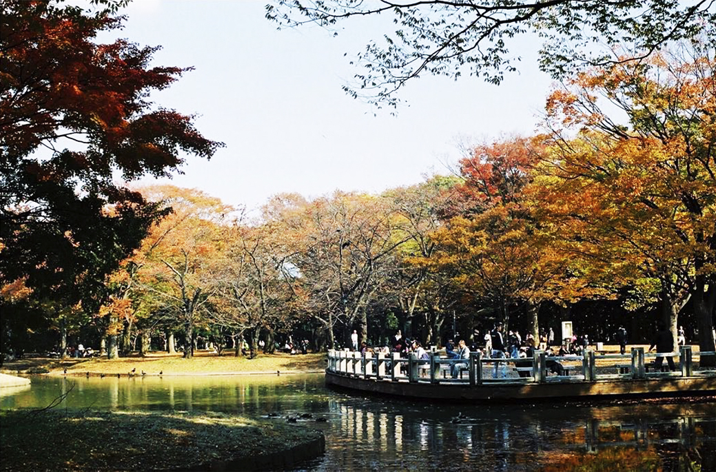 Yoyogi Koen nổi tiếng với ngôi đền Meiji và những tán lá vàng rực phủ quanh ngôi đền