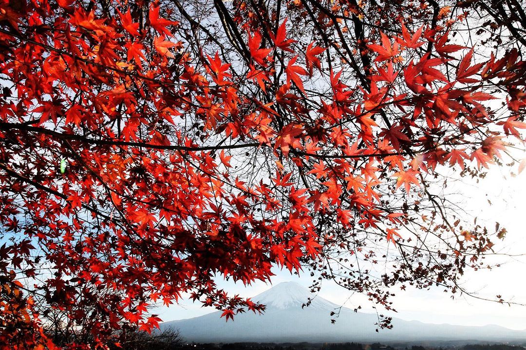 Lá vàng lá đỏ ở hồ Kawaguchi