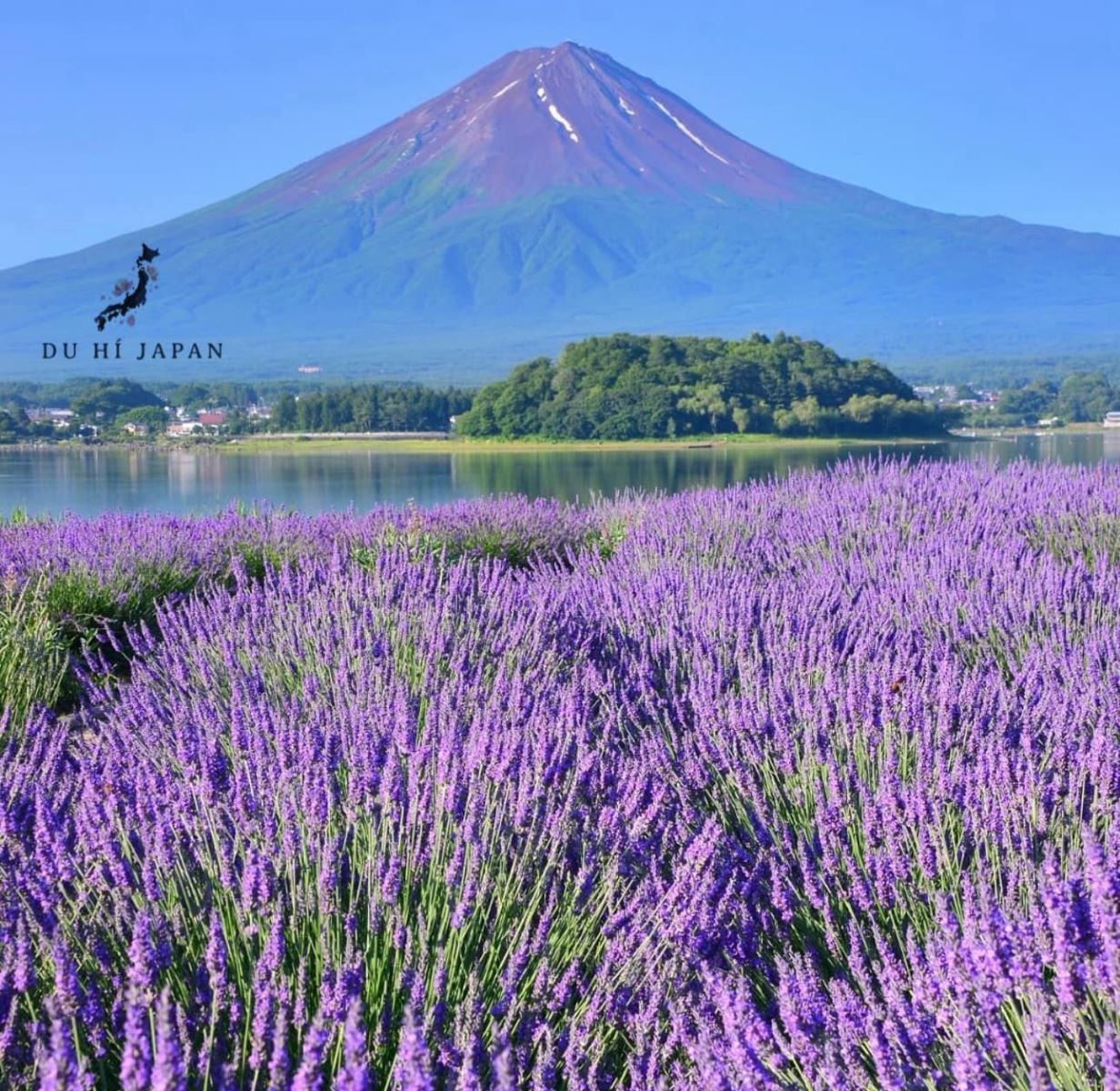 Sắc tím mộng mơ của hoa Lavender Nhật Bản vào tháng 6