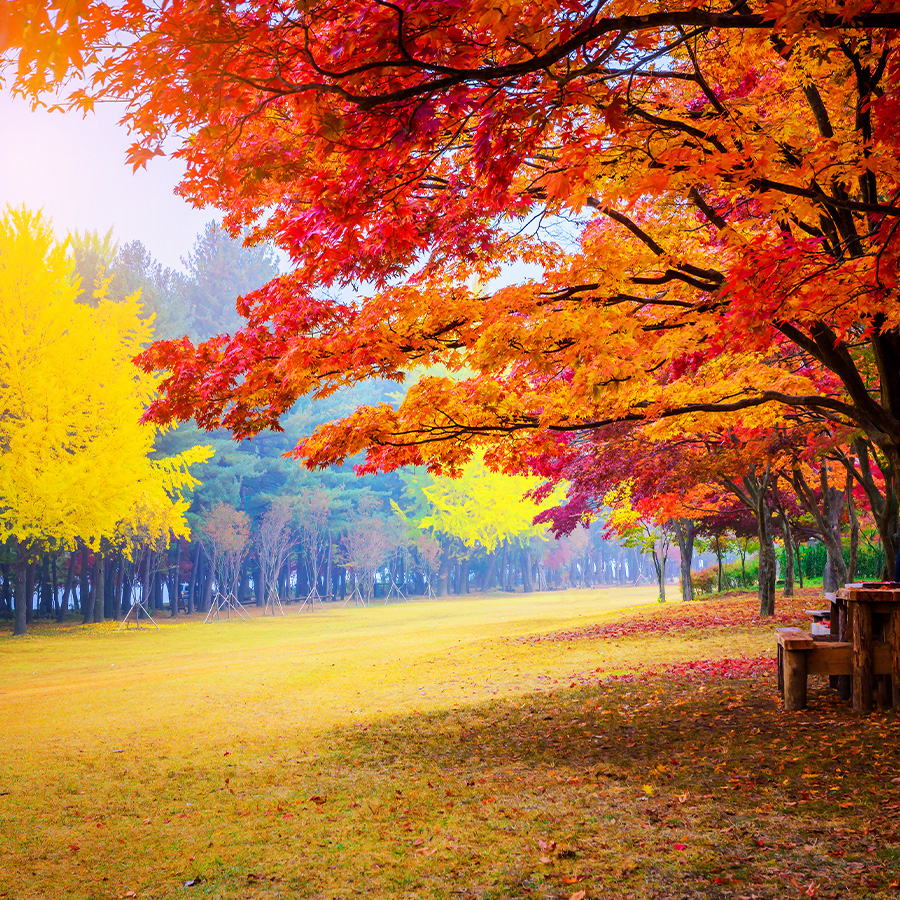 Tháng 10 cũng là lúc lá vàng lá đỏ bắt đầu chuyển màu rực rỡ