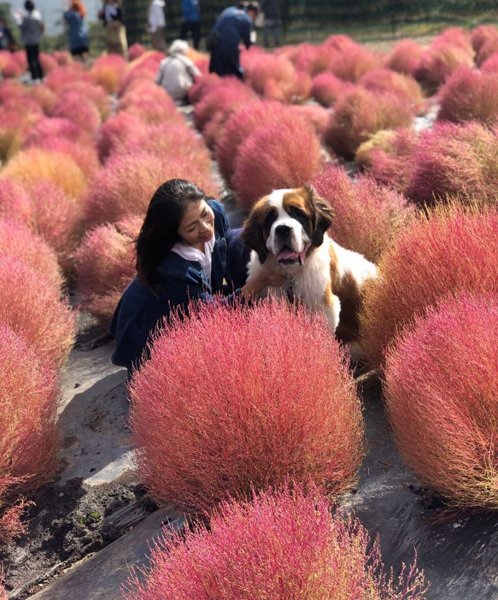 Vào tháng 10, người dân Nhật Bản thường mong chờ Cỏ Lô chuyển màu để "sống ảo"