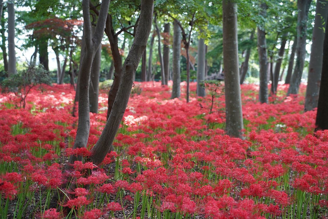 Theo quan niệm của người Nhật, Bỉ Ngạn chính là loài hoa của Thiên Giới