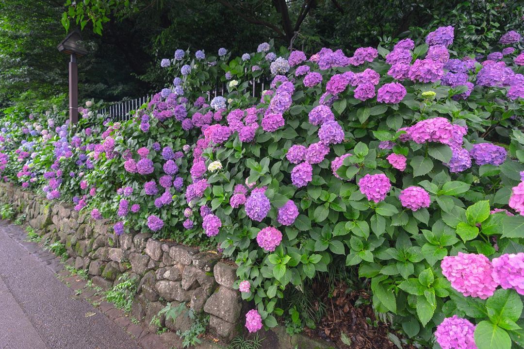 Vẻ đẹp của hoa cẩm tú cầu vào tháng 6 ở Nhật Bản
