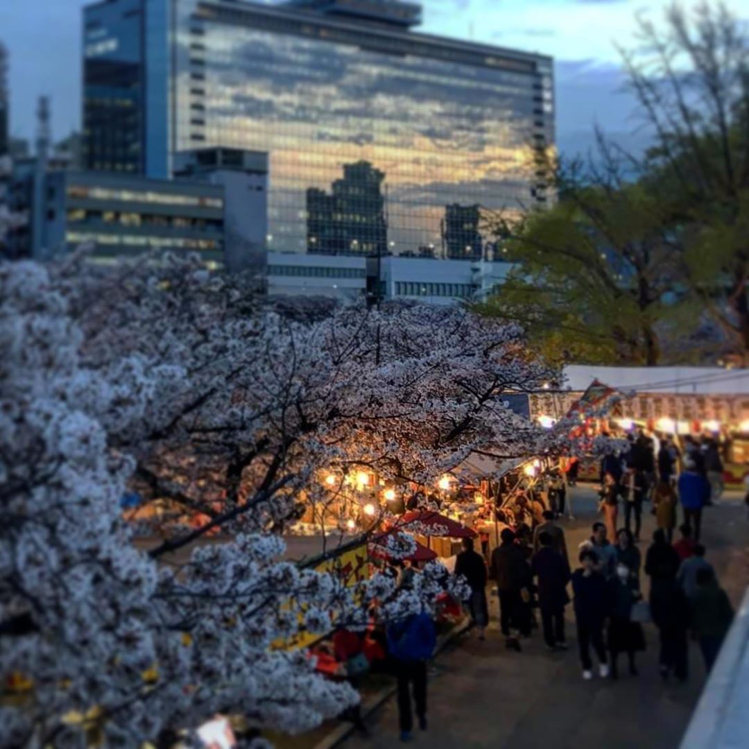 Lễ hội hoa anh đào diễn ra ở khắp nơi trên đất nước Nhật Bản vào tháng 4 hàng năm