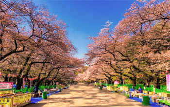 Dạo bước dưới vườn hoa anh đào trong Ueno Park