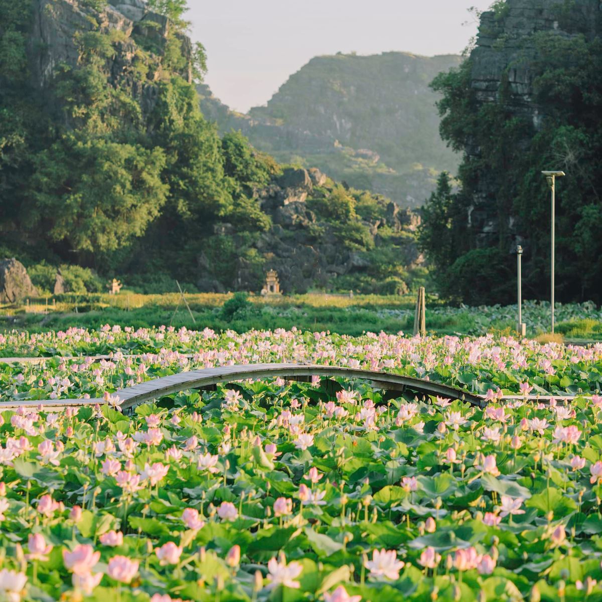 Mùa sen nở ở Ninh Bình thường bắt đầu từ giữa tháng 6 và kéo dài đến nửa đầu tháng 7