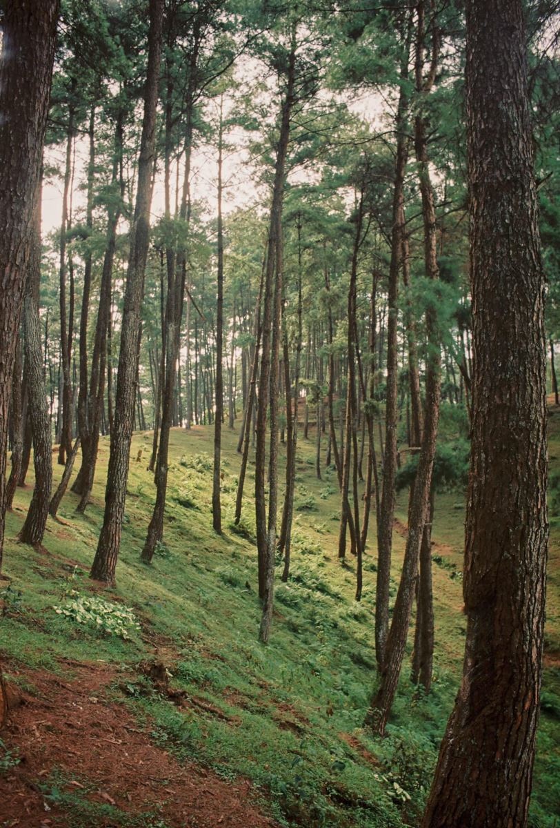 Từ Du Già, các bạn có thể đến thăm rừng thông xanh mướt bạt ngàn ở Yên Minh