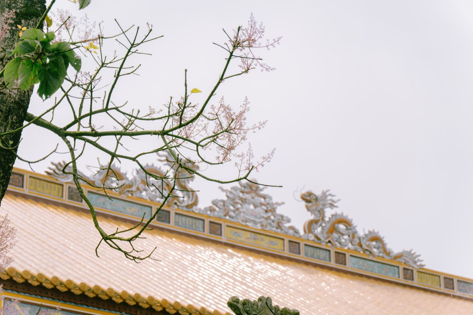 Trong kinh thành Huế trồng rất nhiều cây ngô đồng