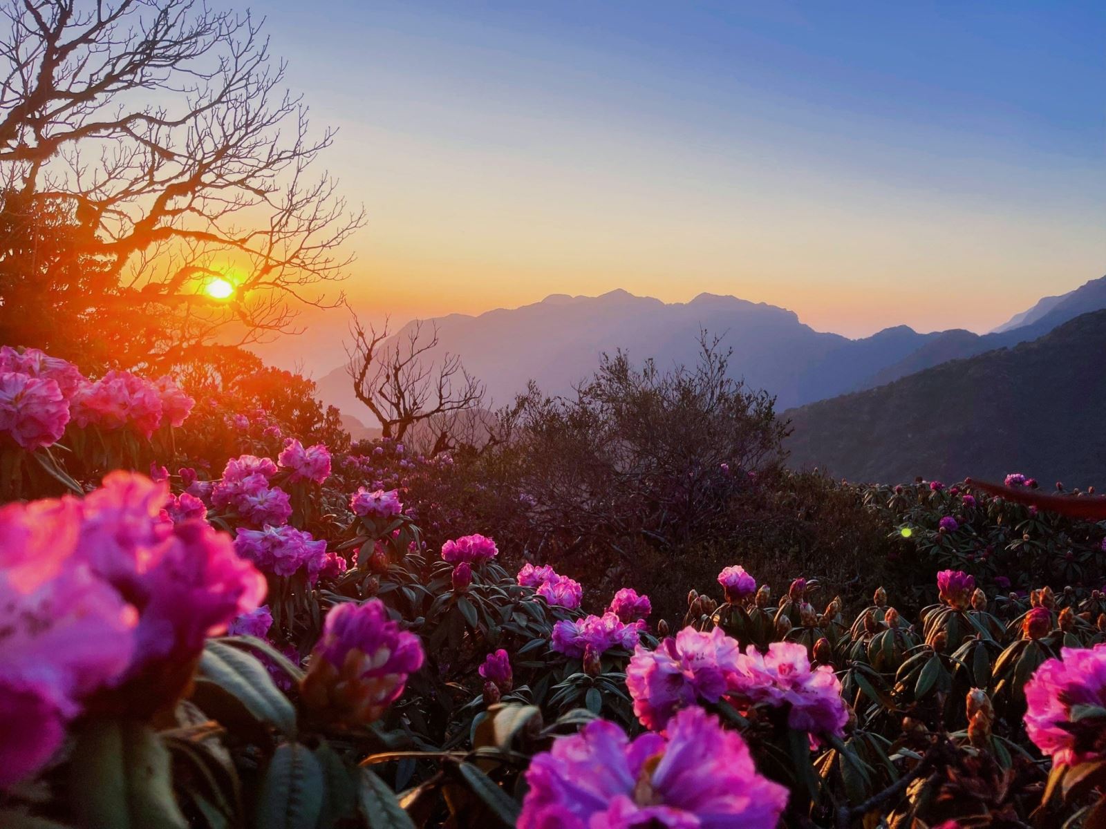 Vào mùa xuân, hoa đỗ quyên nở rộ trên đỉnh núi nên người ta đặt tên cho đỉnh núi này là đỉnh Đỗ Quyên
