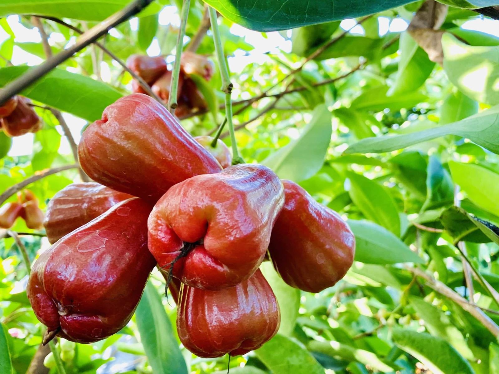 Vườn trái cây Cái Bè nổi tiếng với những cây mận sai trĩu quả