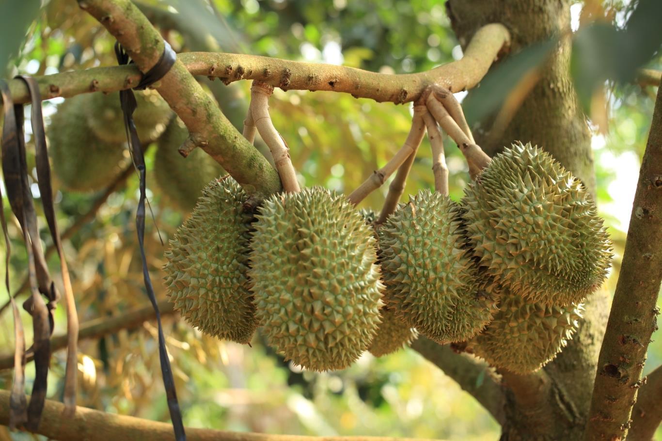 Ghé vườn trái cây Nam Mỹ Khánh nhớ thưởng thức trái sầu riêng nha các bạn!