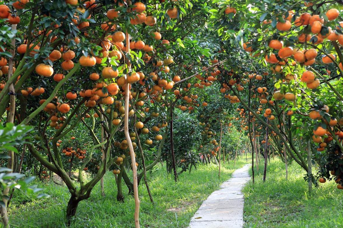 Vườn trái cây Tân Quy ngoài các loại quả thường thấy thì còn có trái quýt vừa ngon, lên ảnh cũng đẹp nữa