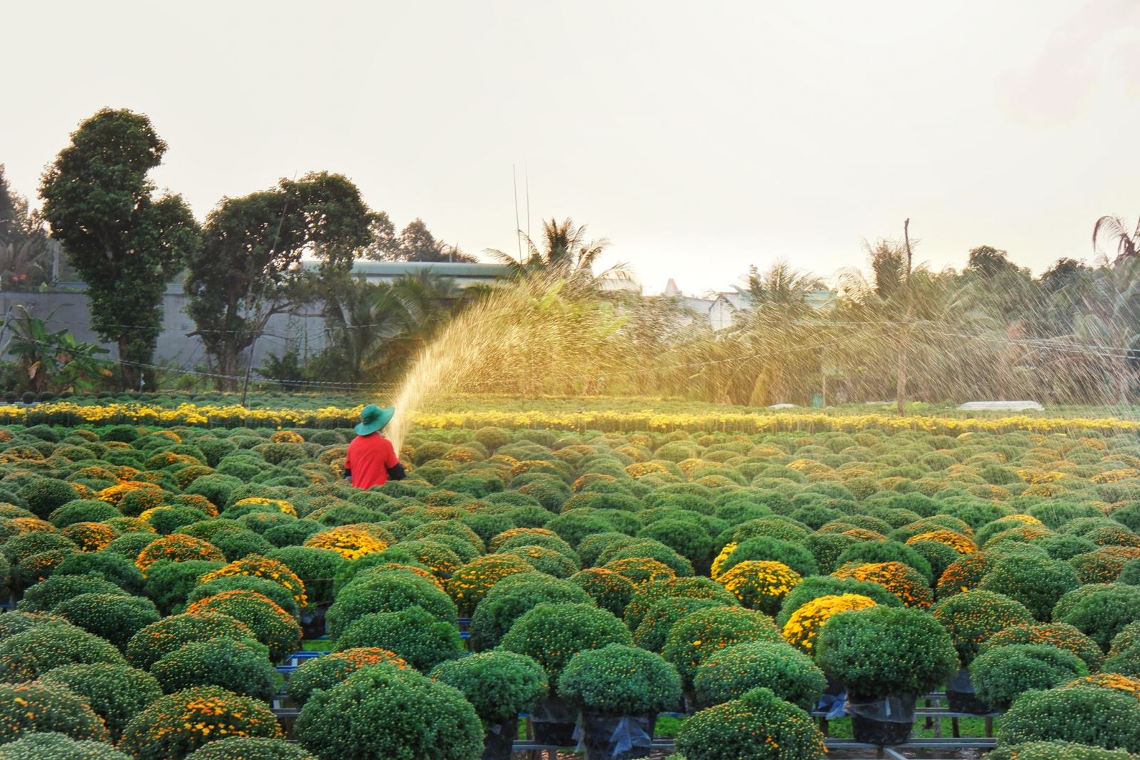 Các nhà vườn trồng hoa ở miền Tây trở nên vô cùng rực rỡ vào dịp cận Tết Nguyên Đán