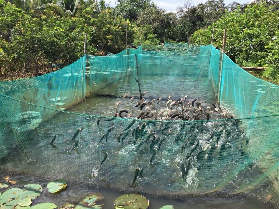 Cá lóc bay - thứ "đặc sản" độc đáo ở Cồn Sơn