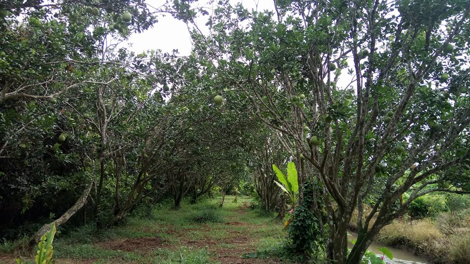 Vườn bưởi năm roi sai trĩu quả ở Cồn Sơn