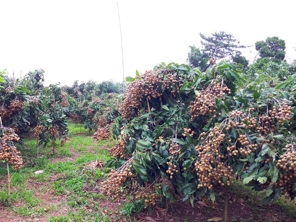 Vườn nhãn trĩu quả ở Côn Sơn khi đến vụ