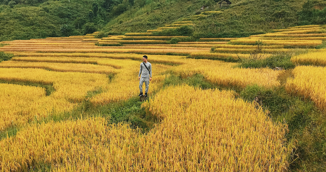 Cao nguyên Đồng Văn Hà Giang rực màu lúa chín vàng vào những ngày thu