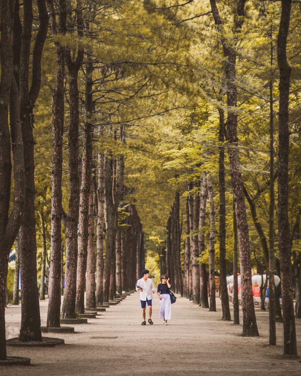 Hàng cây ngân hạnh lá vàng nổi tiếng trên đảo Nami, Hàn Quốc