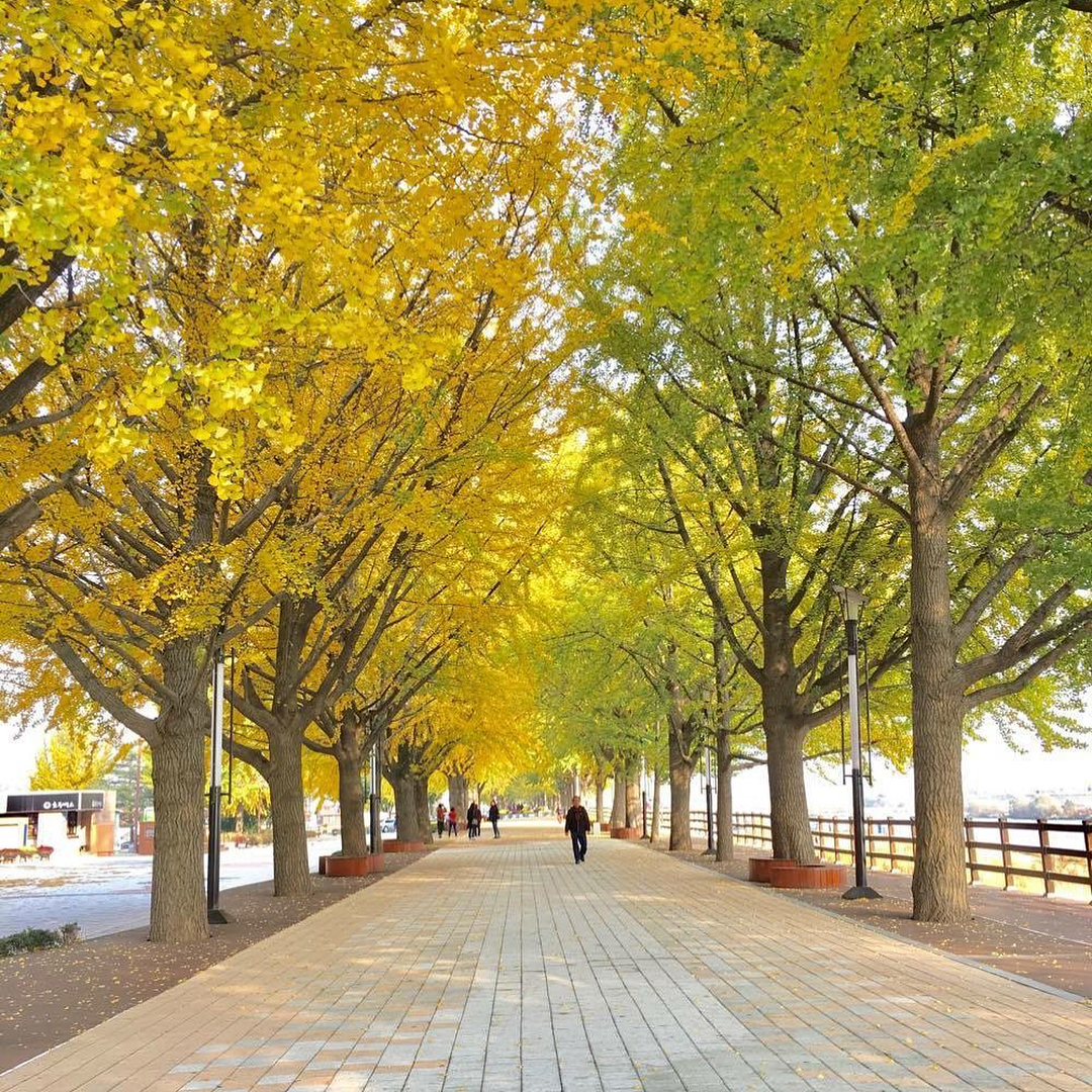 Con đường Hyeonchungsa nổi tiếng thay màu rực rỡ mỗi khi mùa thu đến