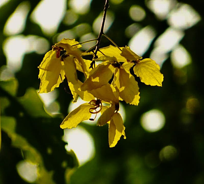 Hoa muồng vàng