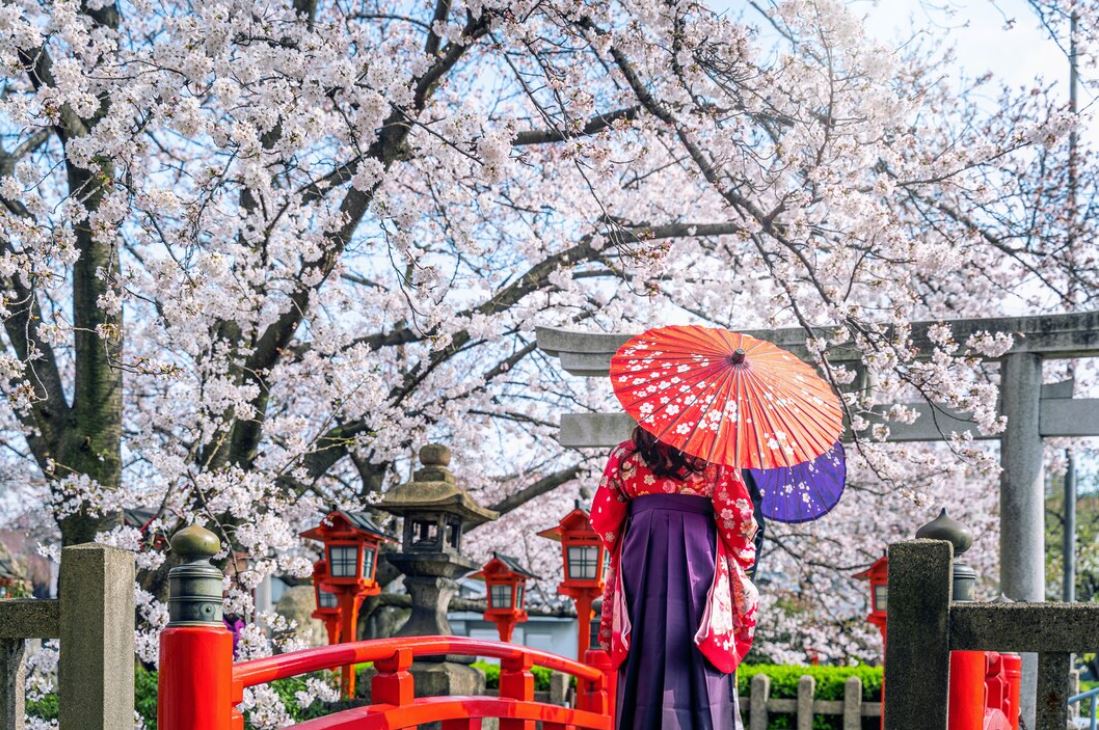 Vườn hoa anh đào Shinjuku Gyoen, Tokyo - Một trong những địa điểm ngắm hoa anh đào nổi tiếng nhất ở Nhật Bản