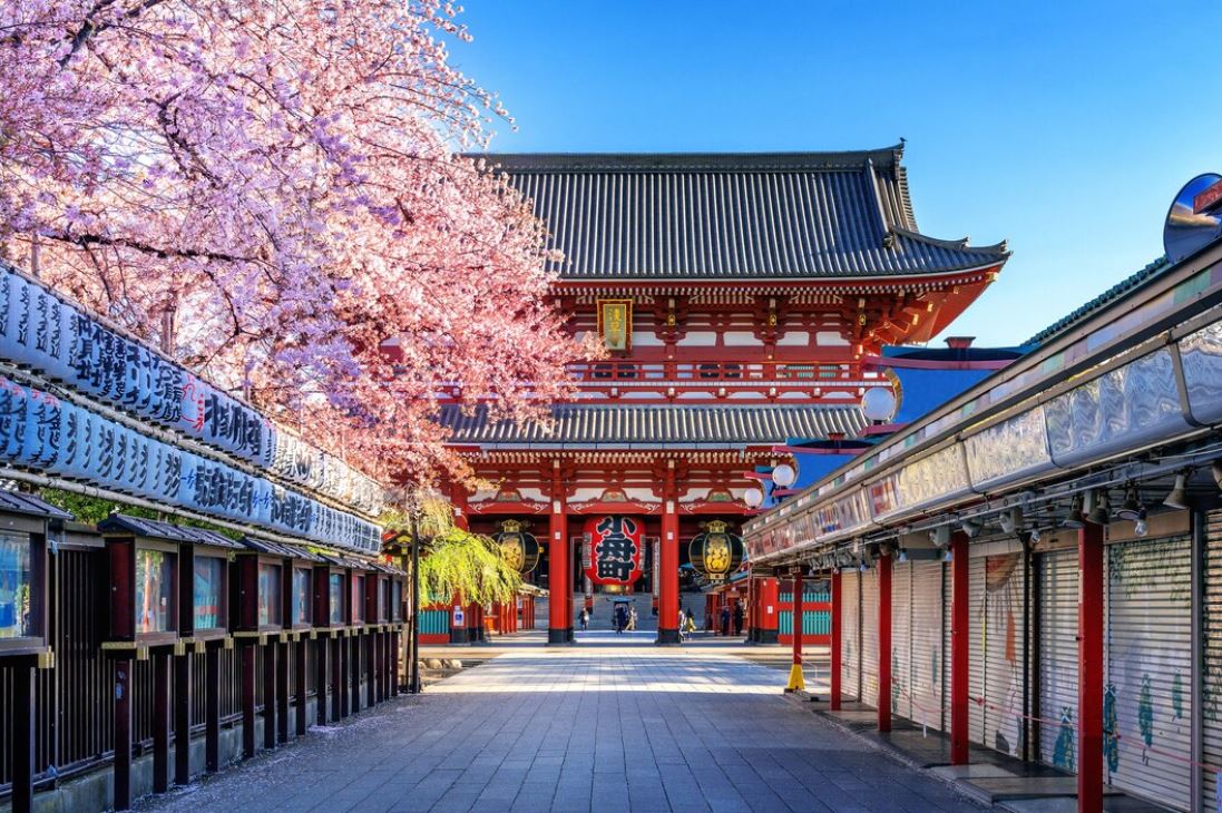 Hoa anh đào Nhật Bản được biết đến với tên gọi "Sakura"