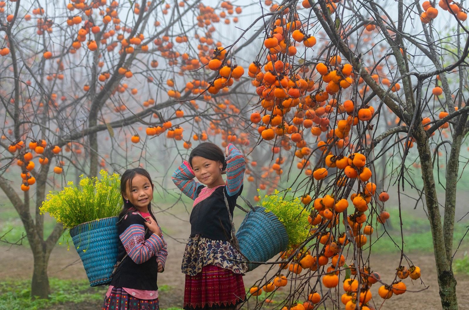 Mùa hồng Mộc Châu cũng bắt đầu vào độ tháng 10 hàng năm
